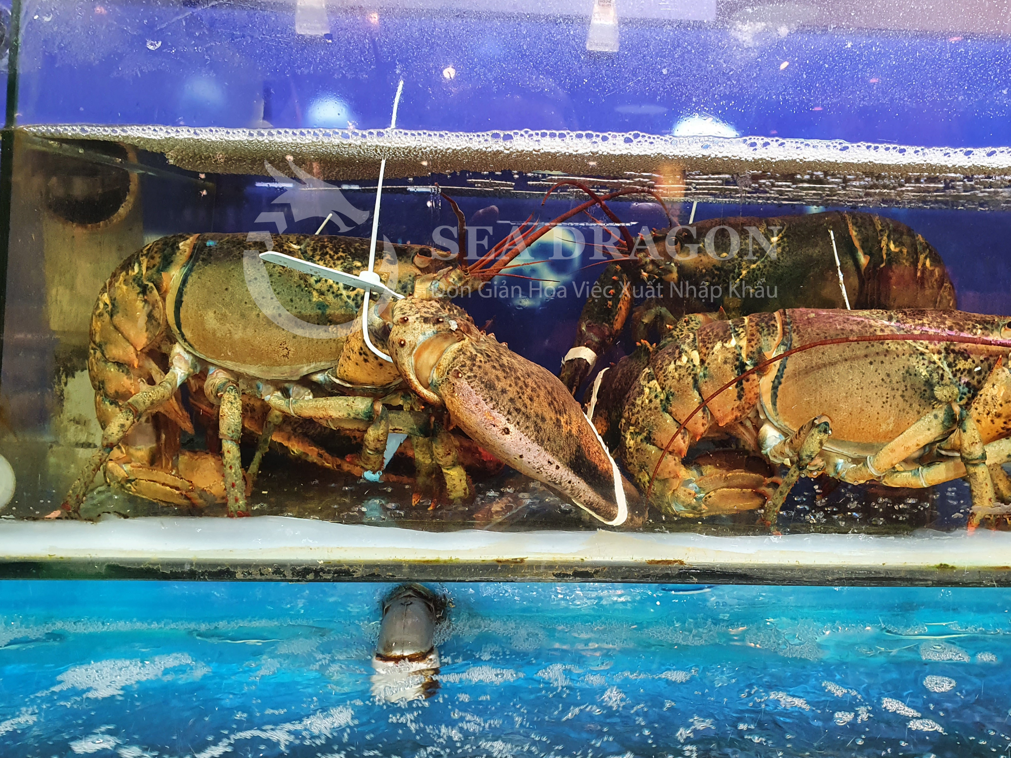 DANH MỤC C&Aacute;C LO&Agrave;I THỦY SẢN SỐNG ĐƯỢC PH&Eacute;P NHẬP V&Agrave;O VIỆT NAM - SEA DRAGON LOGISTICS 